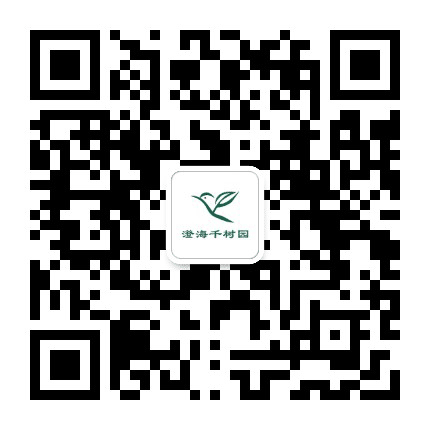 澄海千树园公众号二维码