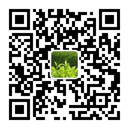 东港茶业公众号二维码