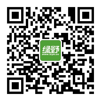 绿野网公众号二维码