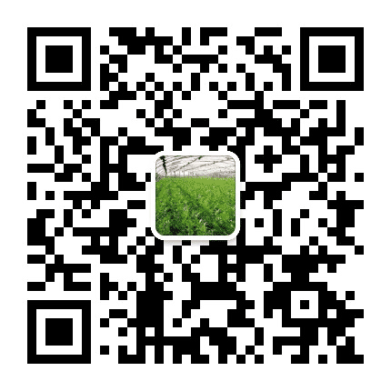 美丽河子西公众号二维码