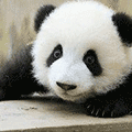 猜猜谁最Cool小程序ico