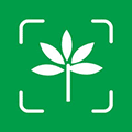 牡丹识花卉小程序ico