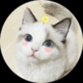 欧尾猫小程序ico