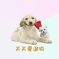 天天爱遛狗小程序ico