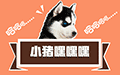 小猪嘿嘿嘿小程序ico