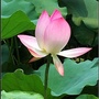 清水清修ico