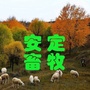安定畜牧兽医局ico