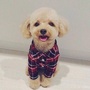 决战华尔街公众号ico