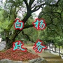 陇南康县白杨镇ico