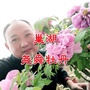 巢湖尧舜牡丹公众号ico