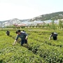 茶乡巨峰ico