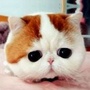 大爱猫咪控ico