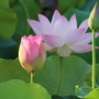 莲湖清风ico