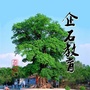 企石教育ico