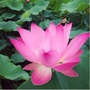 生态王莽ico