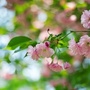 二月花香ico