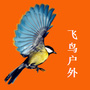 飞鸟户外旅行摄影公众号ico