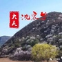 大美沈家台ico