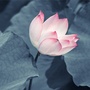 沐清湖ico