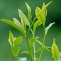 采花茶语公众号ico