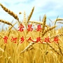 陇南宕昌贾河乡ico