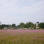 大水田社区ico
