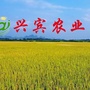兴宾农业公众号ico