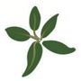 最美园艺黄杨ico