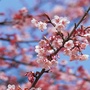 叶集区平岗街道办事处ico