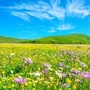 红原农村电商中心ico