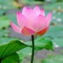 花样芦溪ico