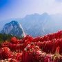 华阴动态ico