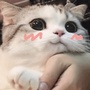 小叶子说个球ico