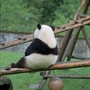 回忆前任小马甲ico