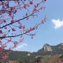 福建省闽侯南屿国有林场ico