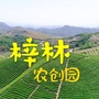梓林农创园ico