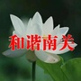和谐文峰南关公众号ico
