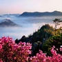 安裕南岔ico