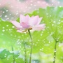 琉璃相册ico