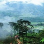 幸福茶平ico