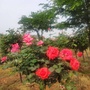花海石林景区ico