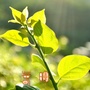 莲江口农场春晖社区公众号ico