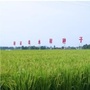 罗江农业农村ico