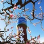安坪桃花源ico