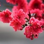 梁祝相册公众号ico