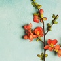 忆芳华相册ico