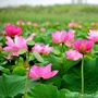 清廉丹江ico