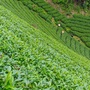 霞寨镇岩岭村ico