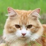 领养猫咪公众号ico