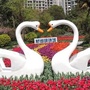 新湖心语ico